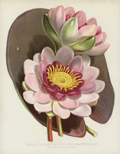 La variété rose du nénuphar commun, Nymphaea Alba, var Rosea